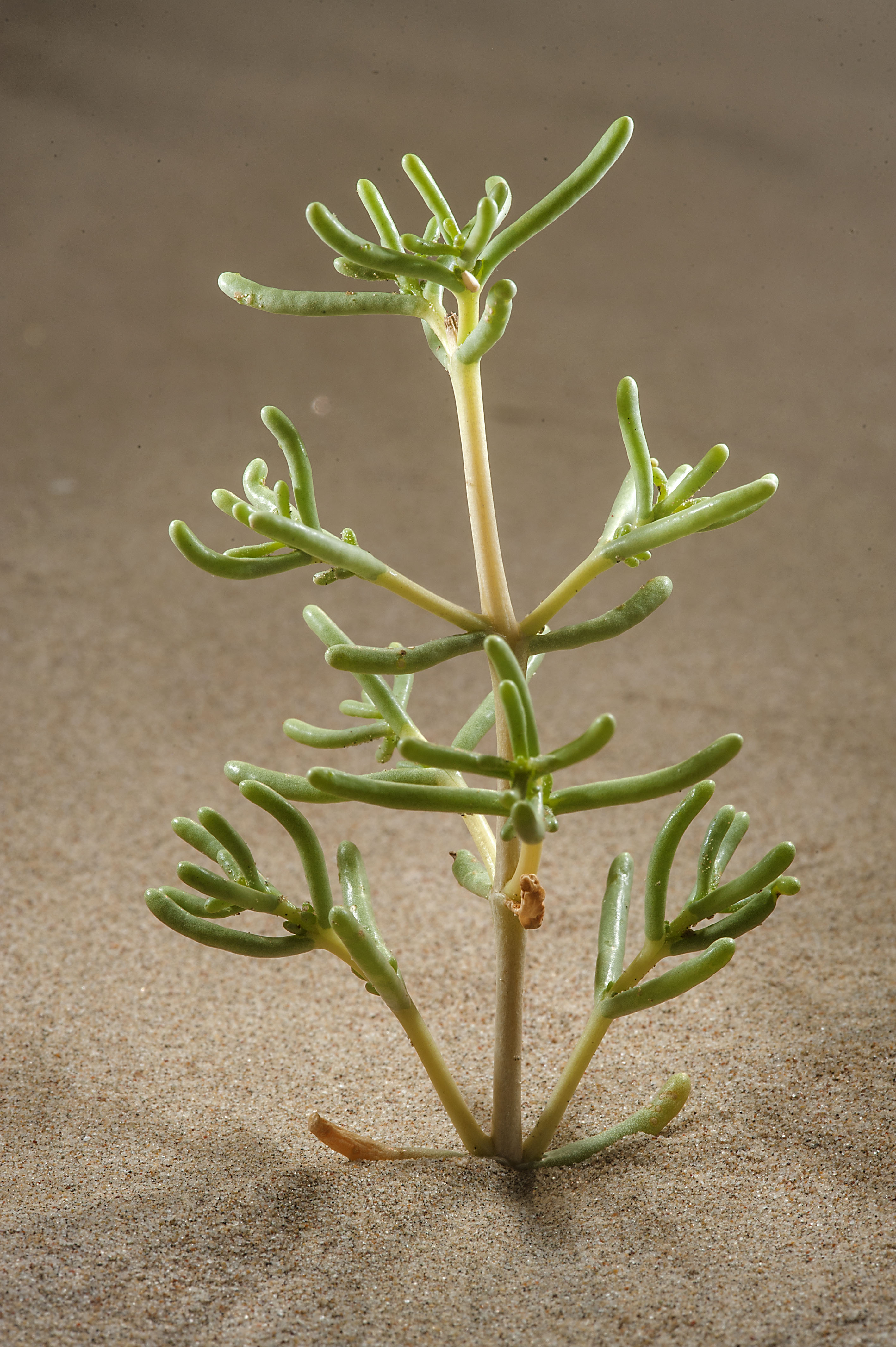 Seidlitzia rosmarinus